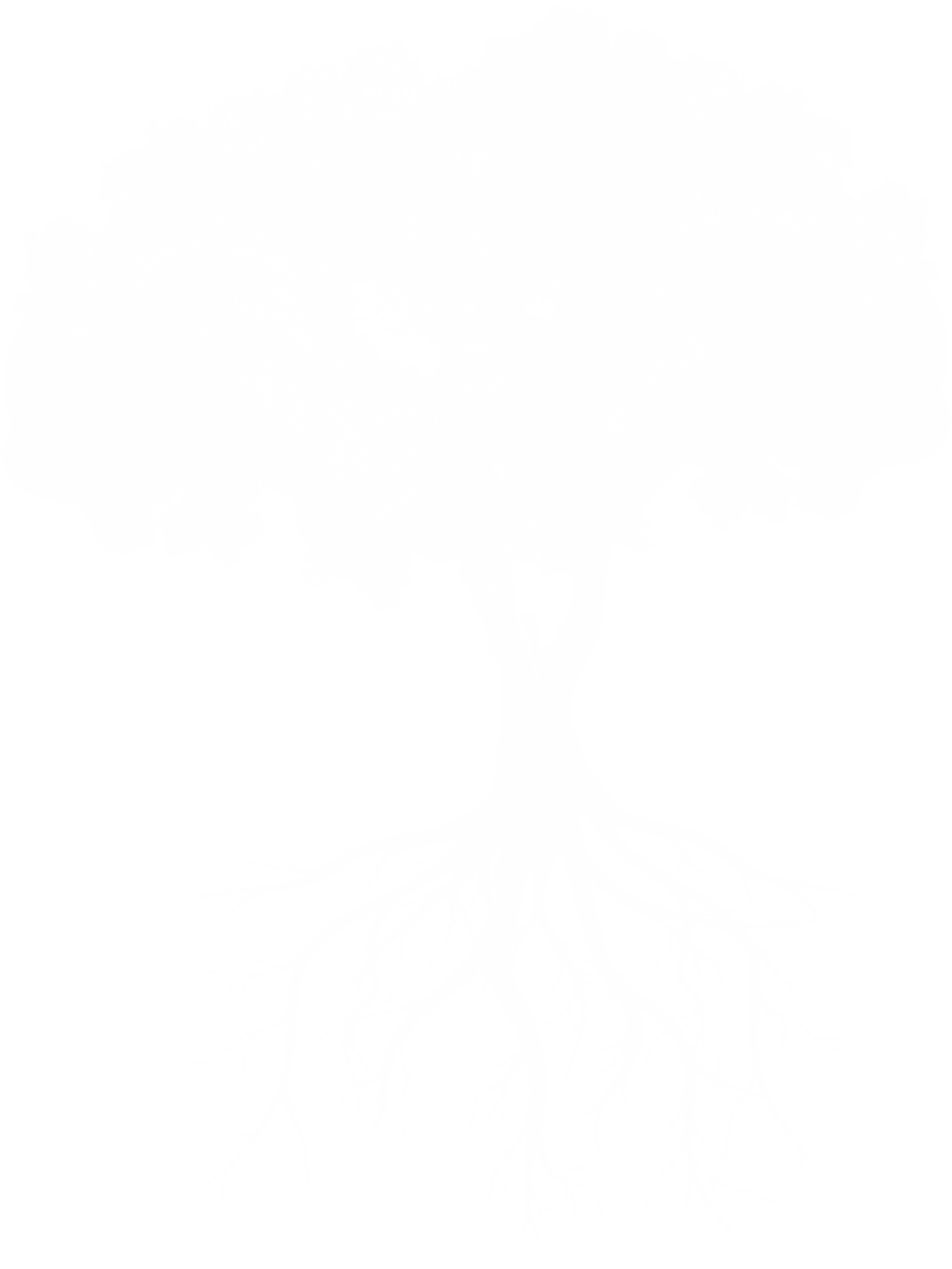 The Taylor Museum of Waco & McLennan County History Logo - Oak Tree White Icon